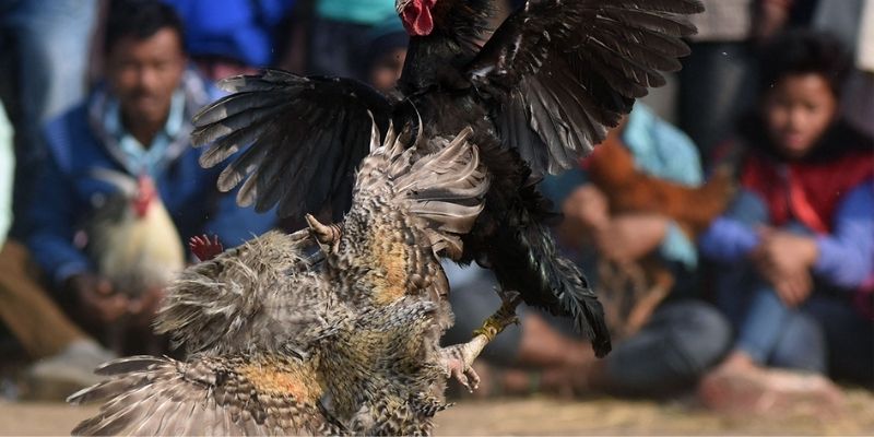 Bạn cần có một số kỹ thuật chơi đá gà hiệu quả